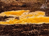 Ceriporia spissa image