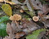Naucoria paludosa image