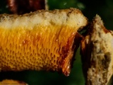 Ceriporia spissa image