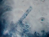 Ceriporia spissa image