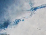 Ceriporia spissa image