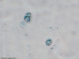 Ceriporia spissa image