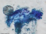 Ceriporia spissa image