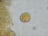 Ceriporia spissa image