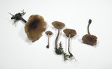 Naucoria paludosa image