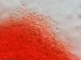 Ceriporia spissa image
