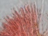 Ceriporia spissa image