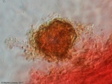 Ceriporia spissa image