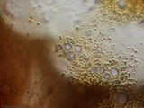 Ceriporia spissa image