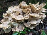 Meripilus sumstinei image
