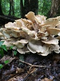 Meripilus sumstinei image