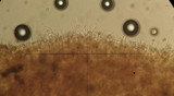 Naucoria paludosa image