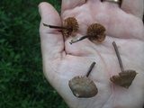 Entoloma conicum image