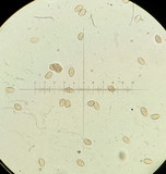 Naucoria paludosa image