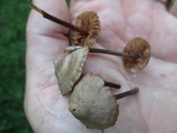 Entoloma conicum image
