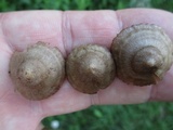 Entoloma conicum image