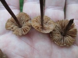 Entoloma conicum image