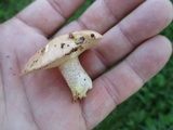 Suillus weaverae image