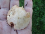 Suillus weaverae image