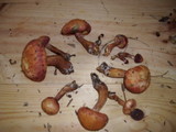 Gymnopilus luteofolius image