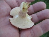 Suillus weaverae image