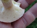 Suillus weaverae image