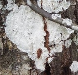 Cryptothecia striata image