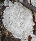 Cryptothecia striata image
