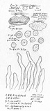Crepidotus cesatii image