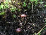 Psilocybe montana image