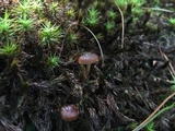 Psilocybe montana image
