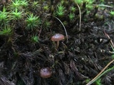 Psilocybe montana image