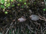 Psilocybe montana image