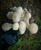 Macrocybe crassa image