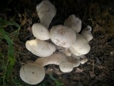 Macrocybe crassa image