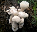 Macrocybe crassa image