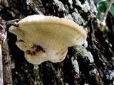 Inocutis texana image