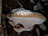Inocutis texana image