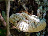 Inocutis texana image