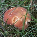 Xanthoconium purpureum image