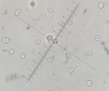 Amanita manginiana image