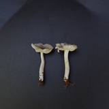 Amanita farinosa image