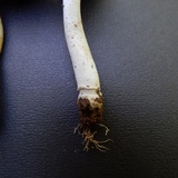 Amanita farinosa image