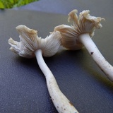 Amanita farinosa image
