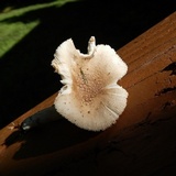 Amanita farinosa image