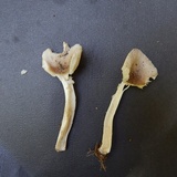 Amanita farinosa image
