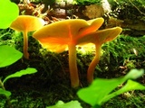Tricholomopsis flammula image