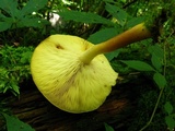 Tricholomopsis flammula image