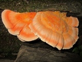 Laetiporus cincinnatus image