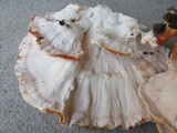 Laetiporus cincinnatus image